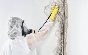 Best Real Estate Mold Inspection  in Belford, NJ